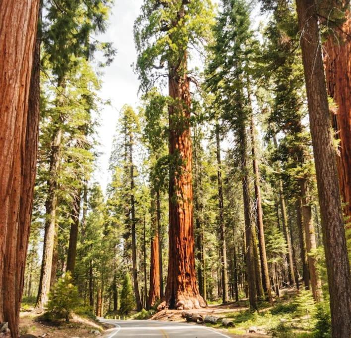 Sequoia Villa バイセイリア エクステリア 写真