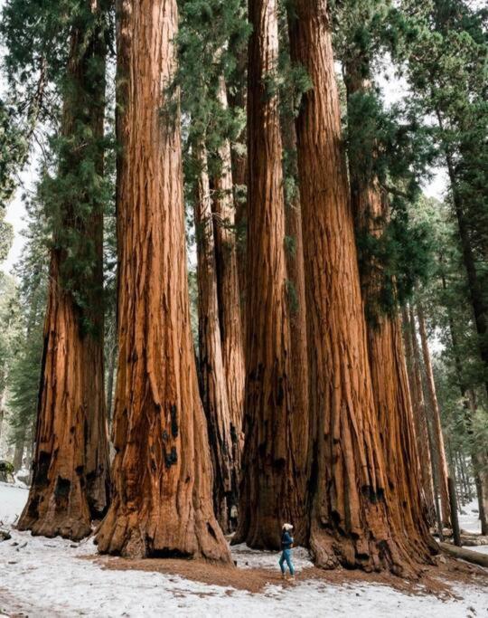 Sequoia Villa バイセイリア エクステリア 写真